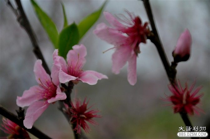 又见桃花红简谱_又见山里红简谱(3)