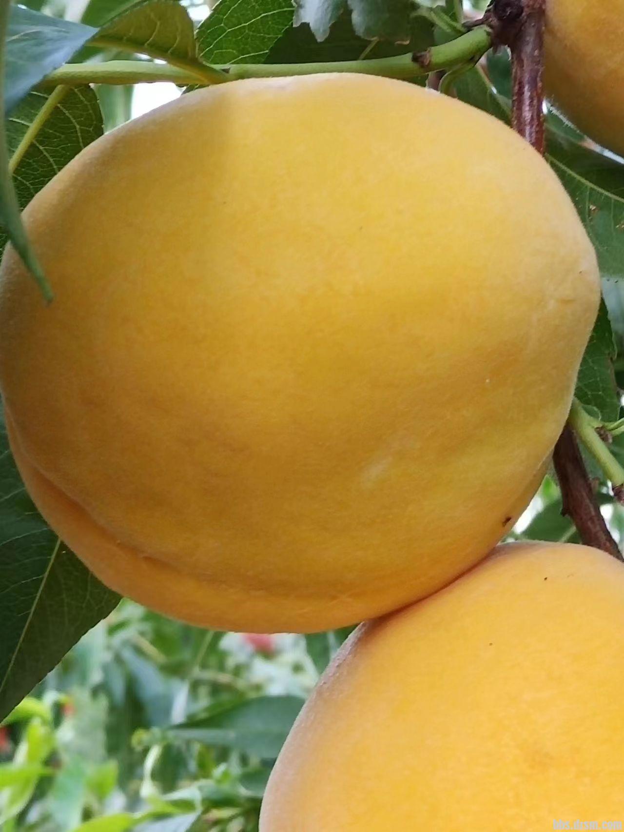 昭化区黄桃大丰收，种植面积200余亩，欢迎来基地批发采购，量大价格更低。