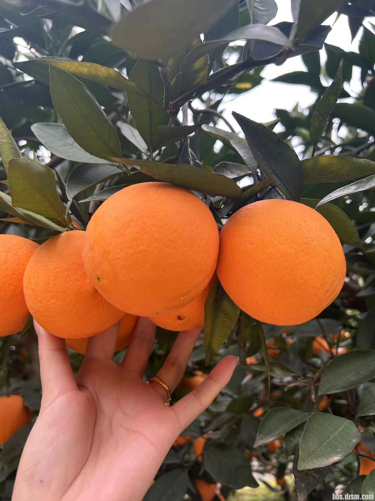 自家种植椪柑（3元/斤）脐橙（2元/斤）免费送货上门