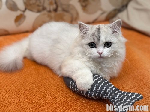 4����Сè�������