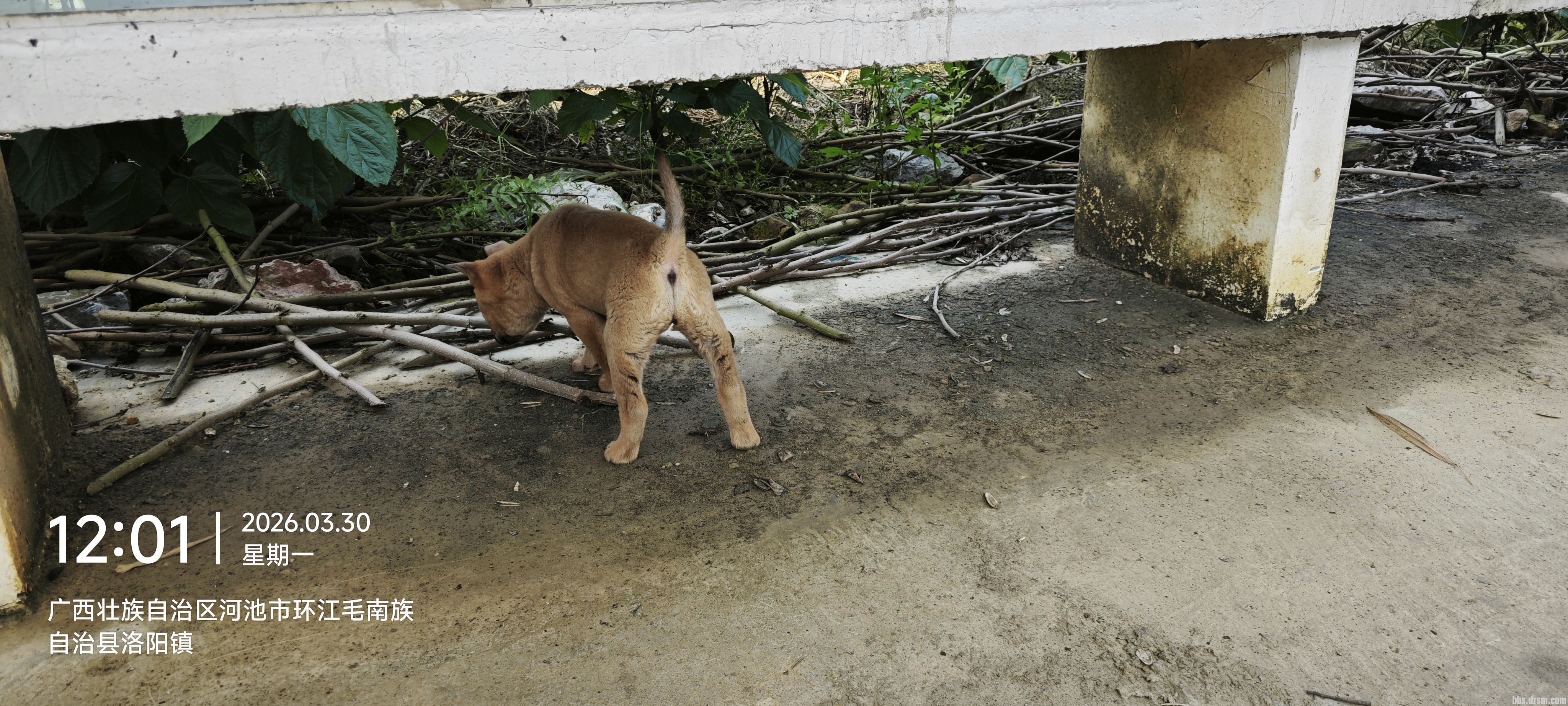 ���۹�������Ȯ2����һֻ���ʺϿ������Ի���