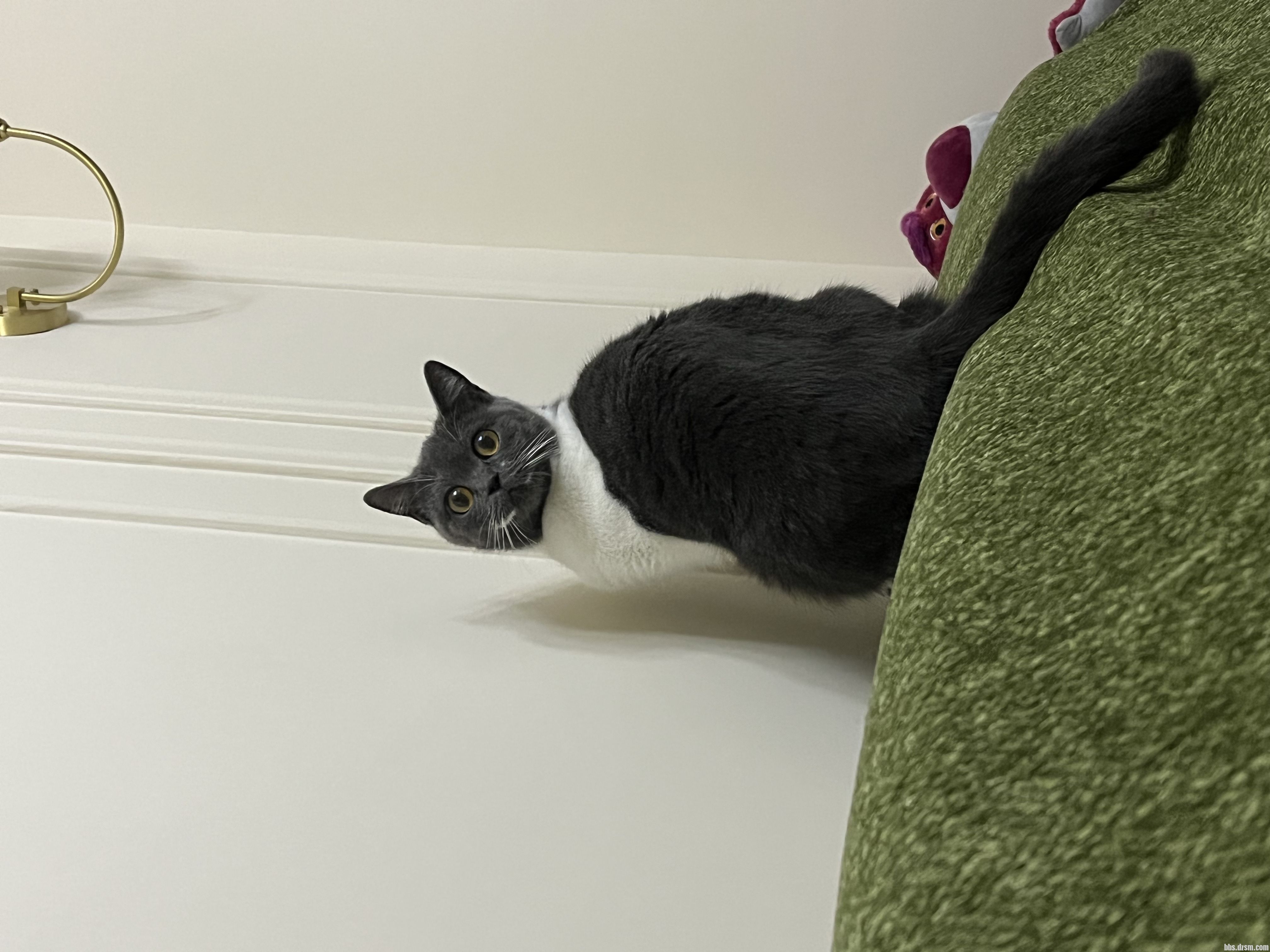 ����è������