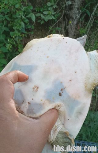���۷�Ұ��ֳ��̬����